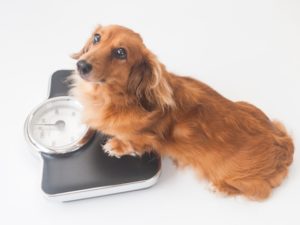 【ブログ】ペットの肥満が増えています。正しいダイエットで健康に！